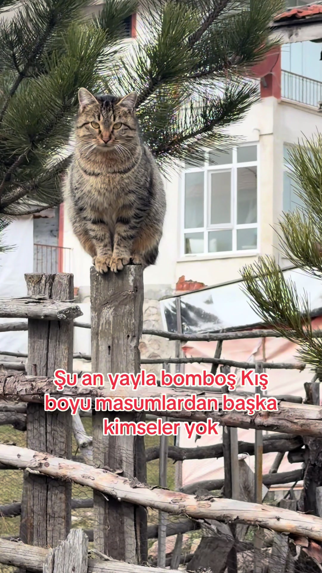 @azaphanecanlari