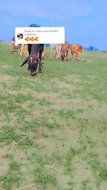 @🐄🐄🐄🐄🥀🥀🥀❣️❣️03287490091