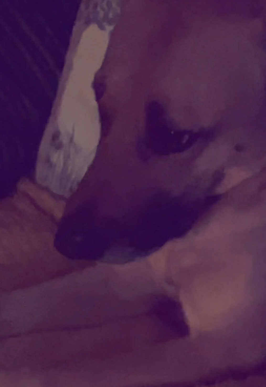 @Roxie the Dog🩷🐶🐾