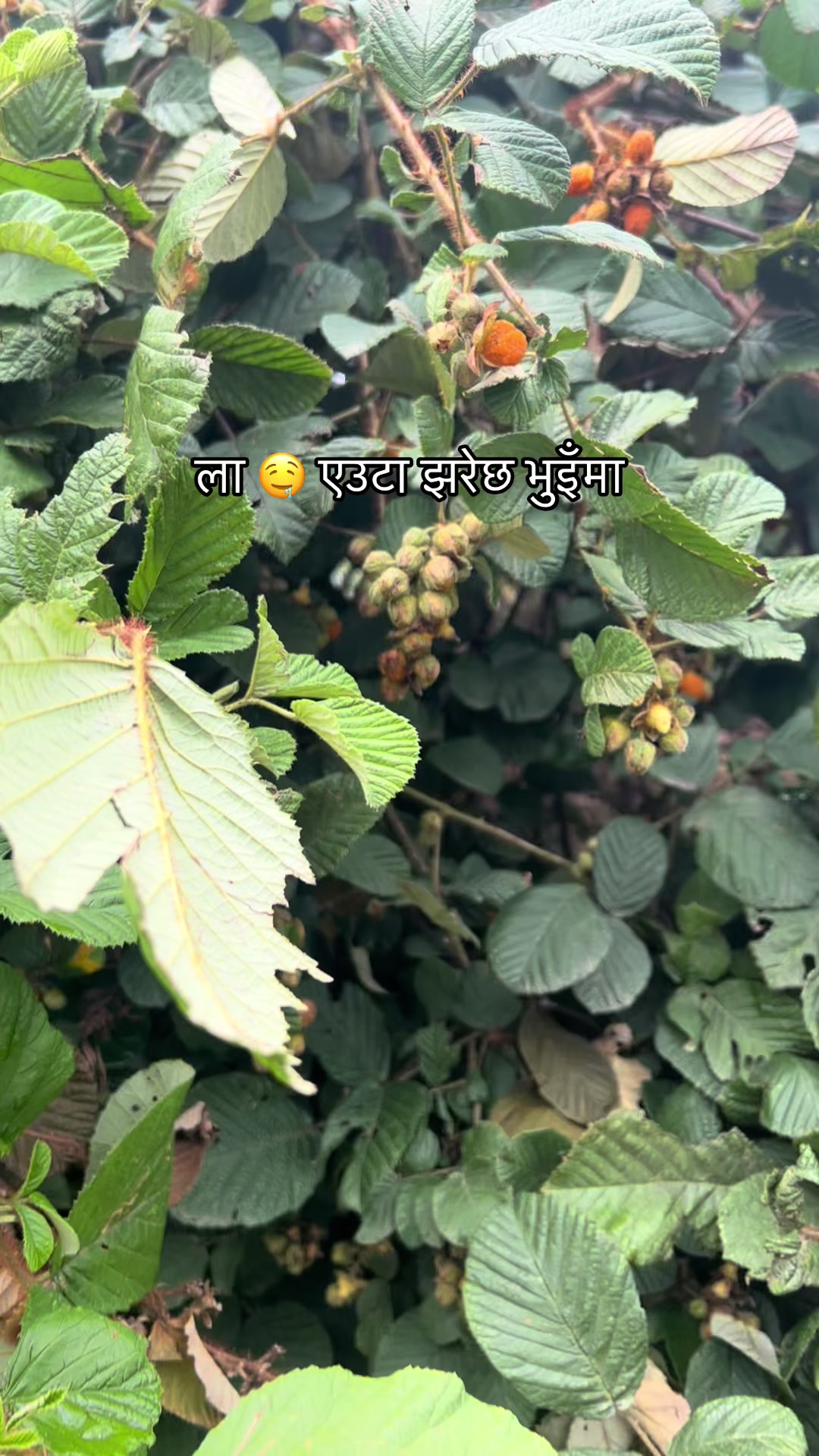 @dikshyaadhikari0601