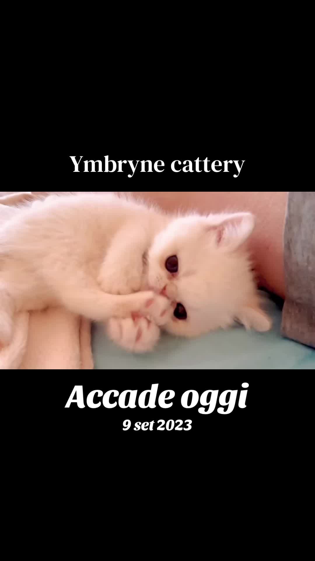 @Deborah Zardoni Galli