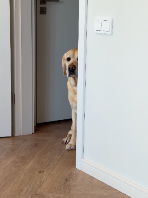 @Deni🐾Mani