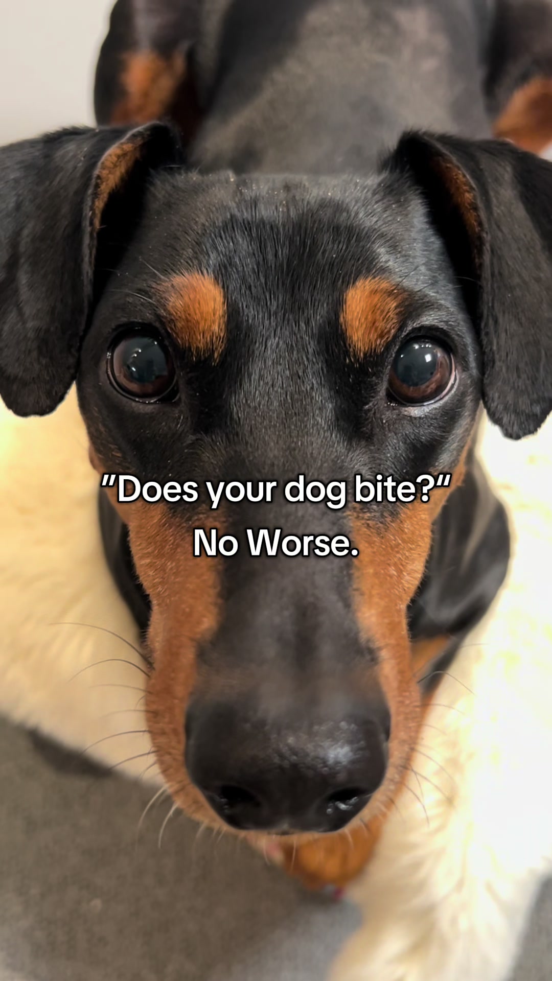 @AlvaTheHotDog