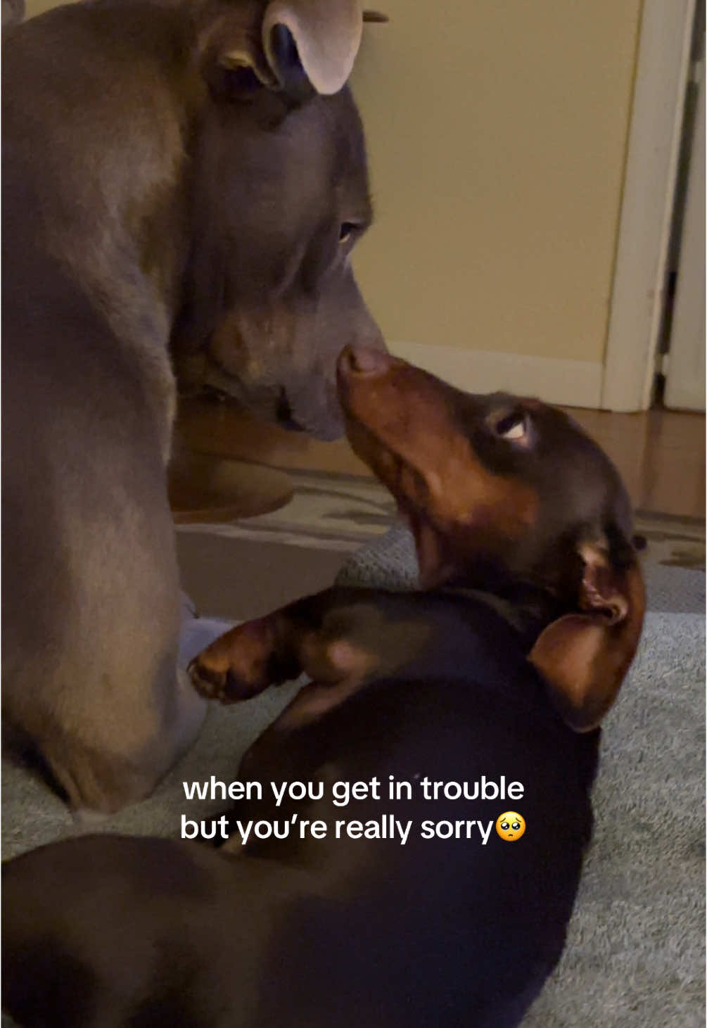 @rhubarb the doggo