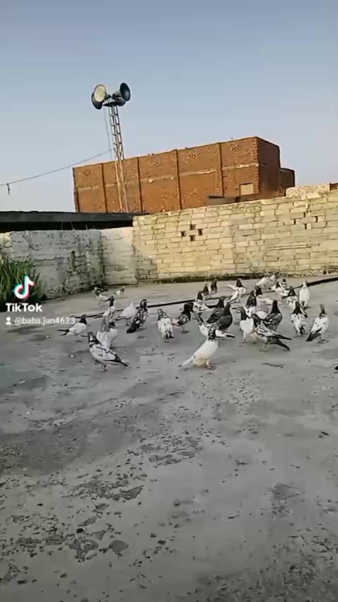 @ziddi Chauhan