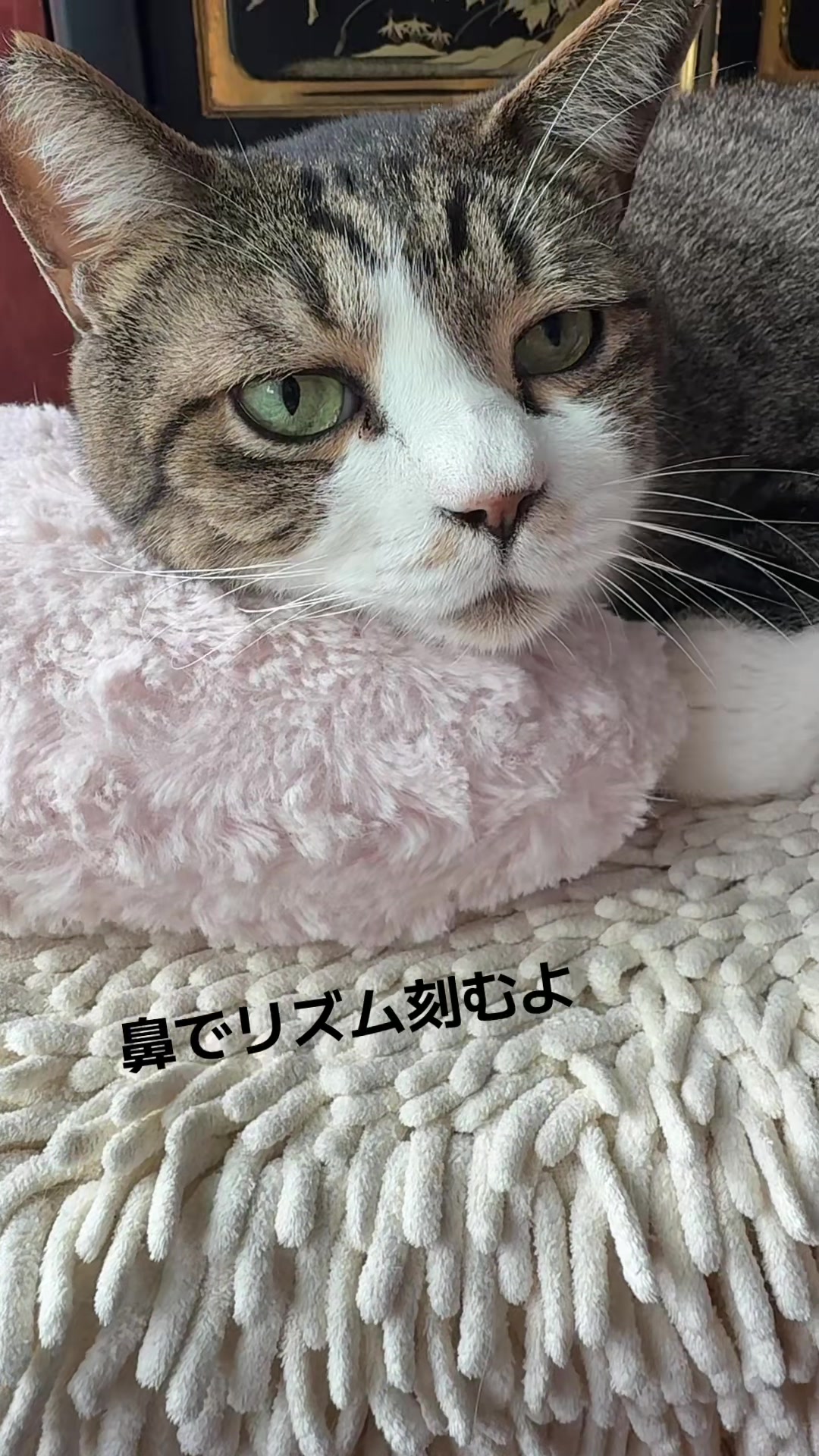 @Fujitani