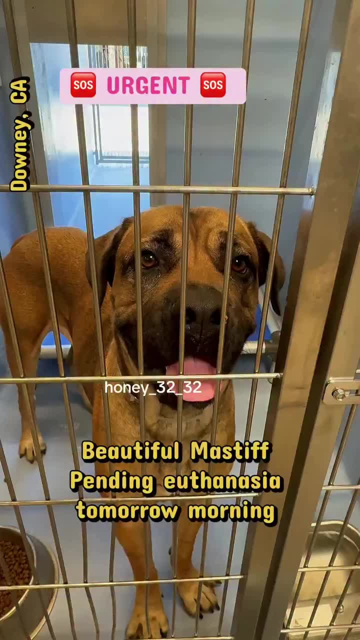 @Cane Corsos