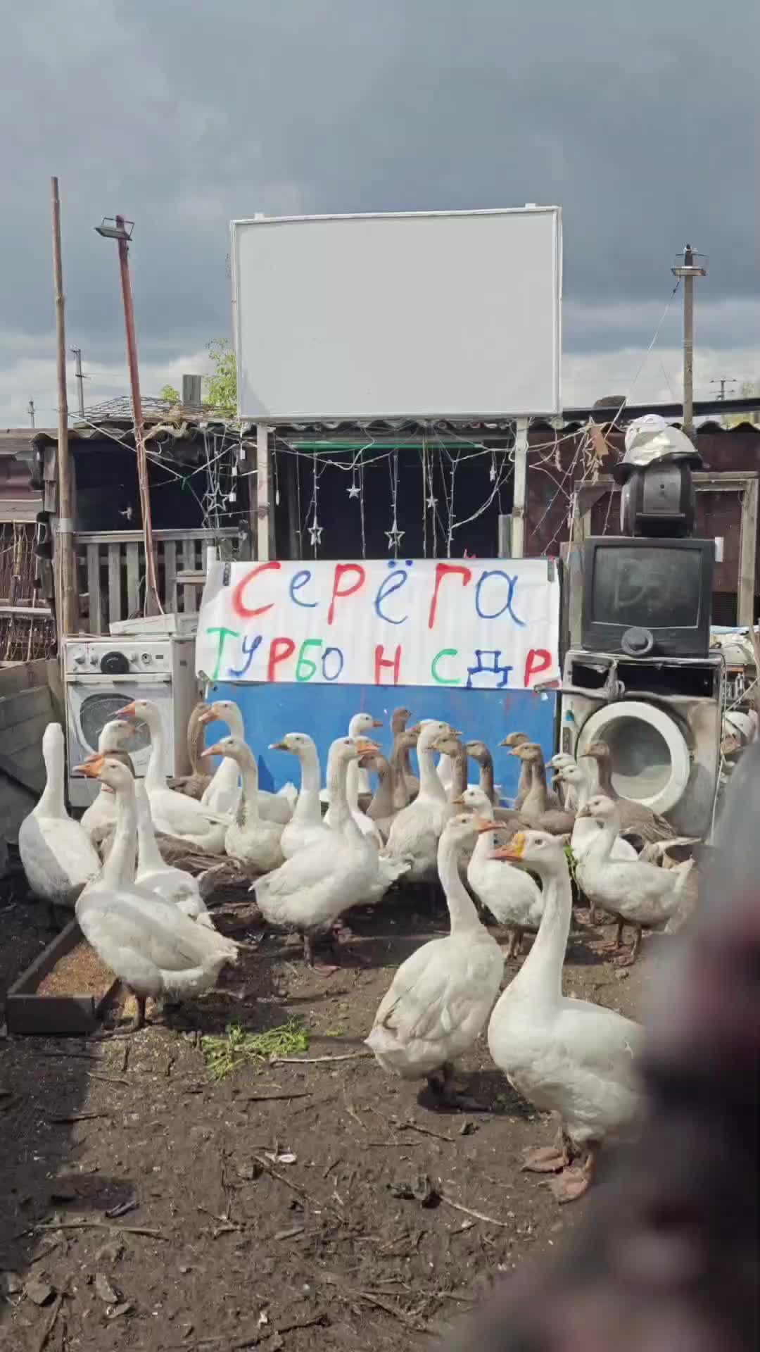 @весёлые поздравления с гусями