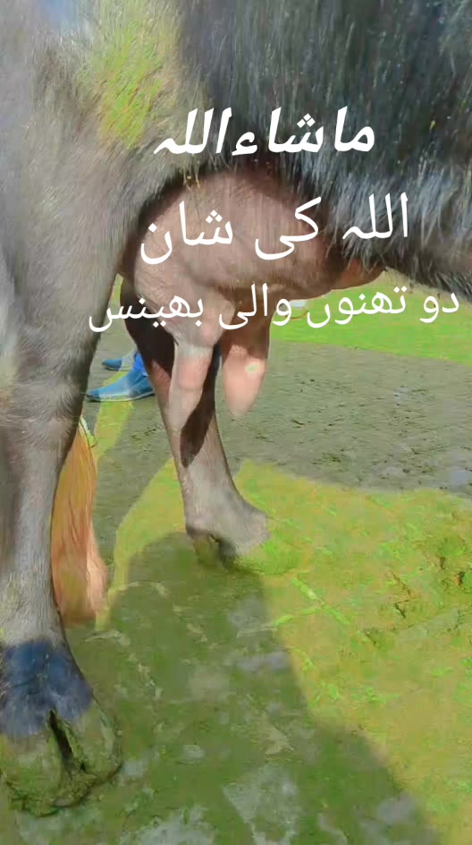 @Sajjad Ali 🐴🐴🐎