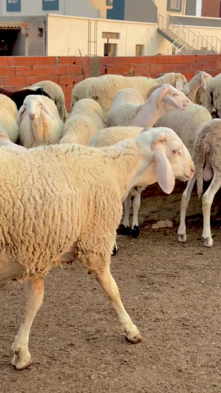 @🇹🇳حافظ🇹🇳
