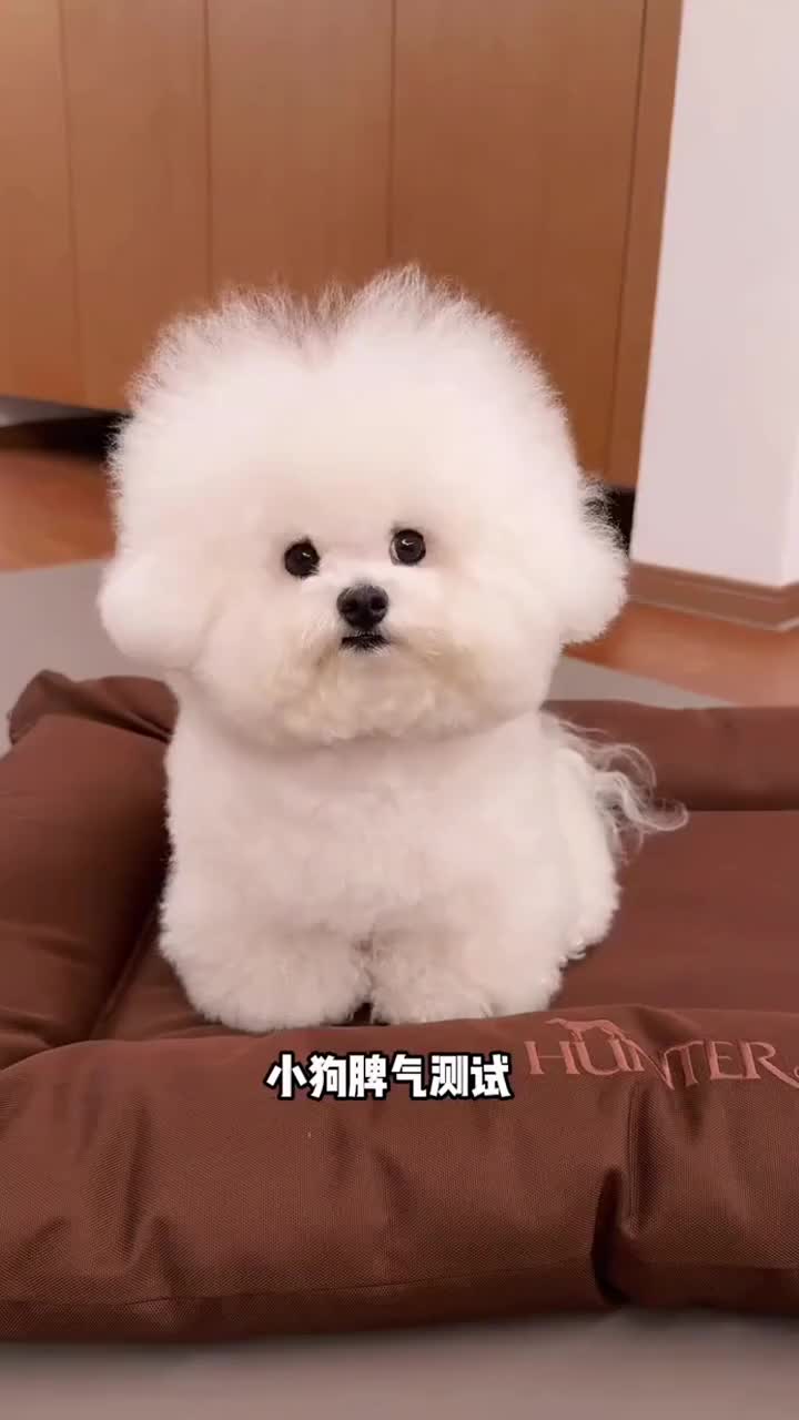 @pipuy.com