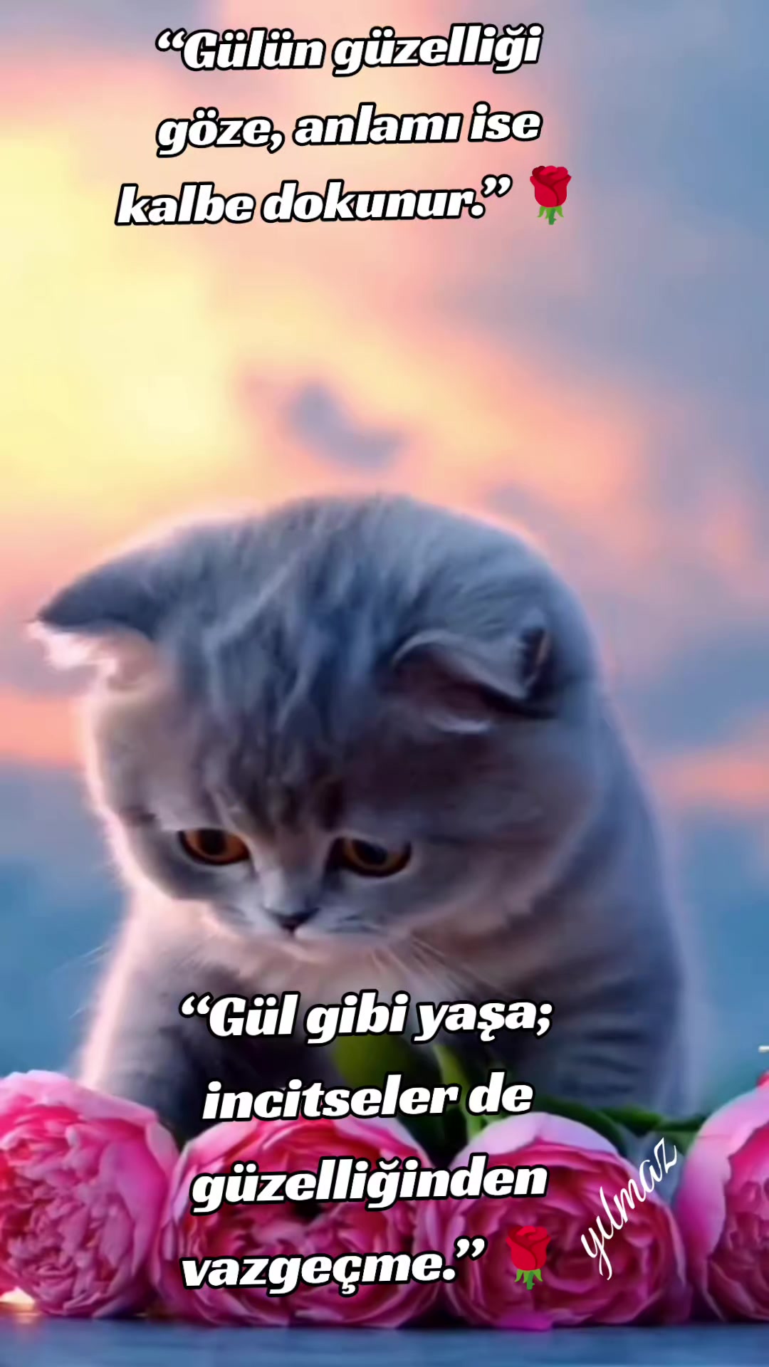 @yılmaz Çetinkaya