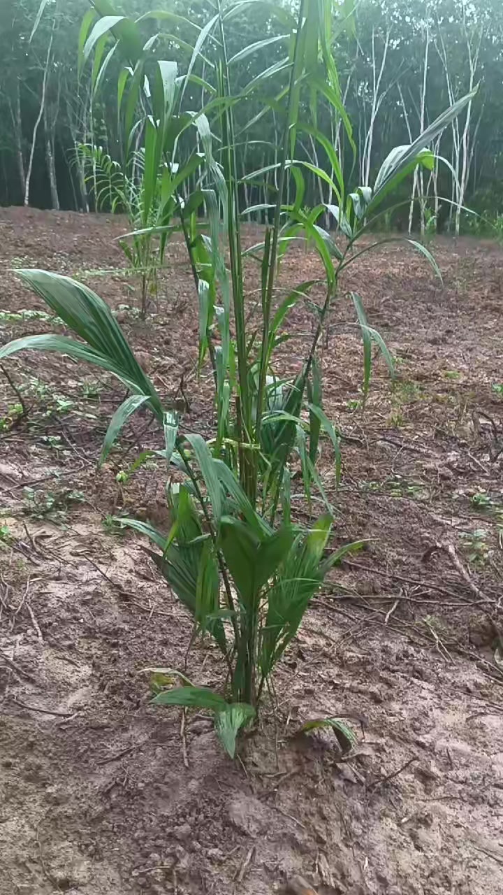 @☘️  シングルマザー 🍒