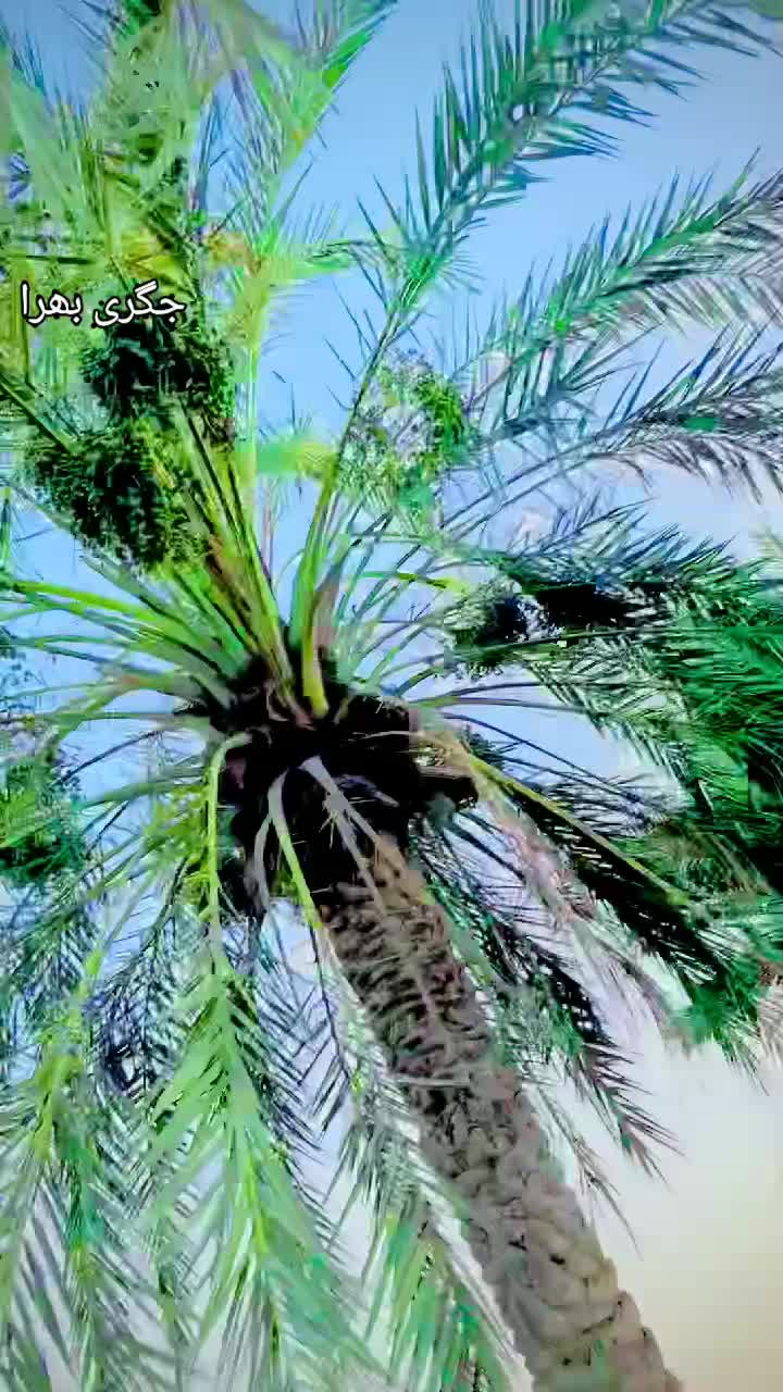 @سادی پیارا