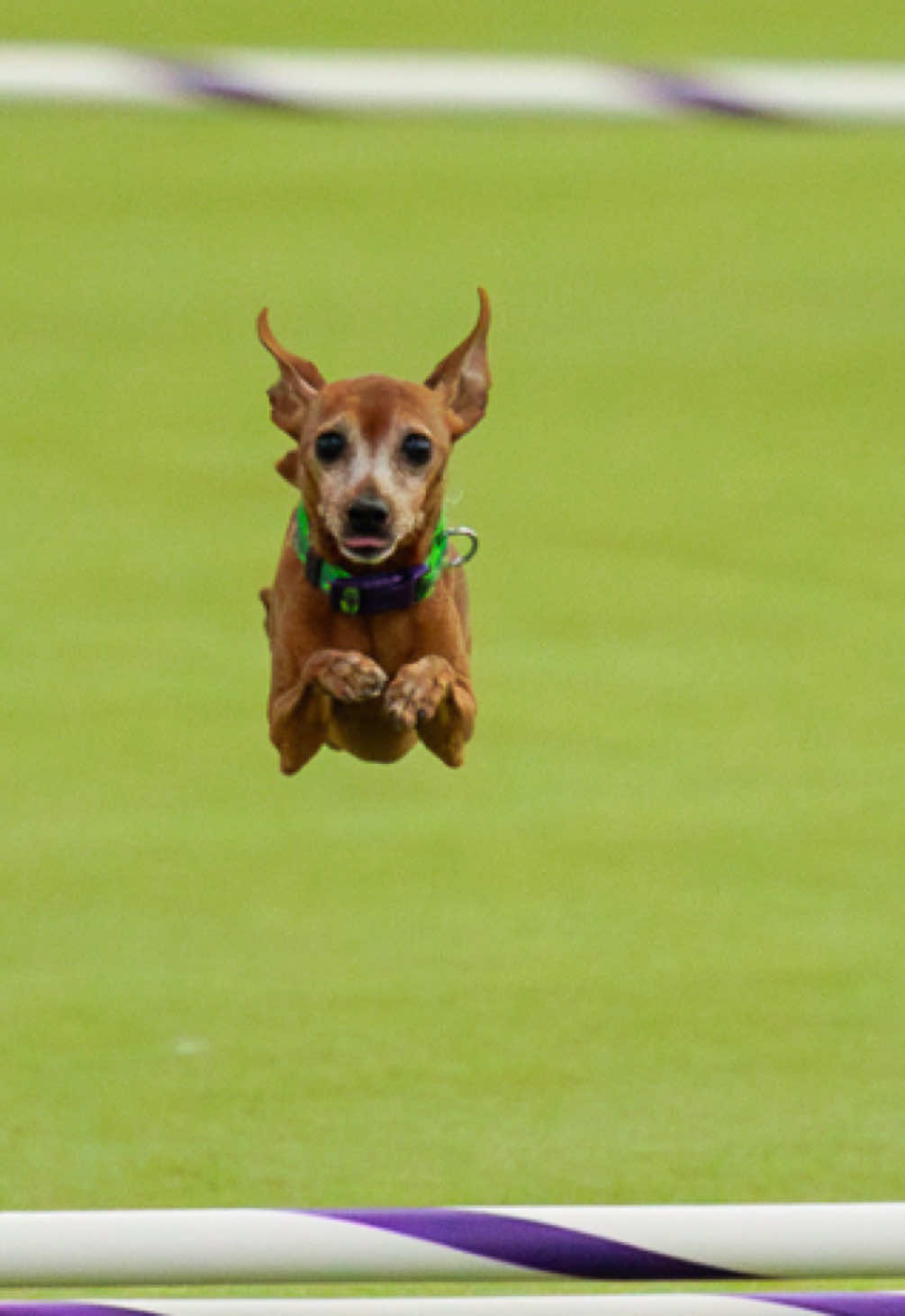 @Westminster Kennel Club