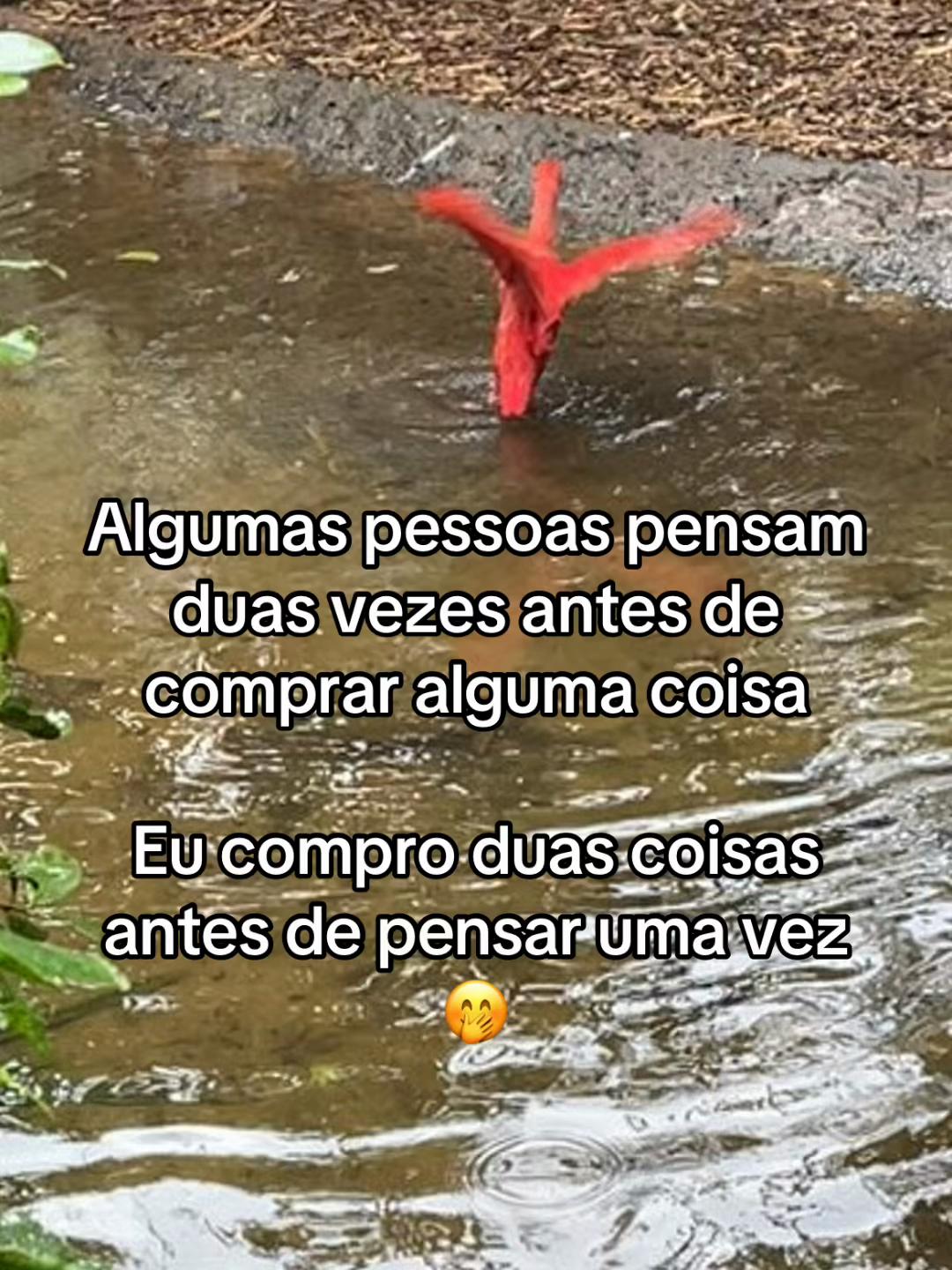 @Denise Queiroz
