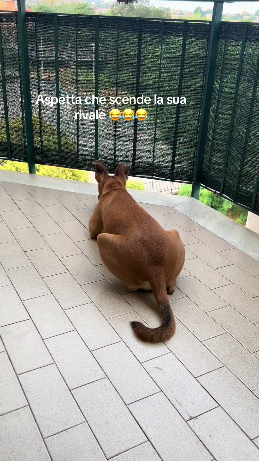 @Cristina Grazioli