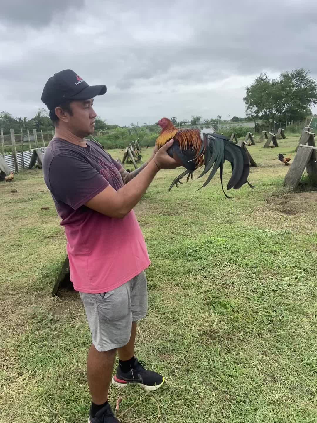 @bochzhog gamefarm