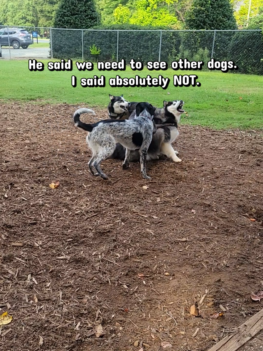 @the Hussey Husky