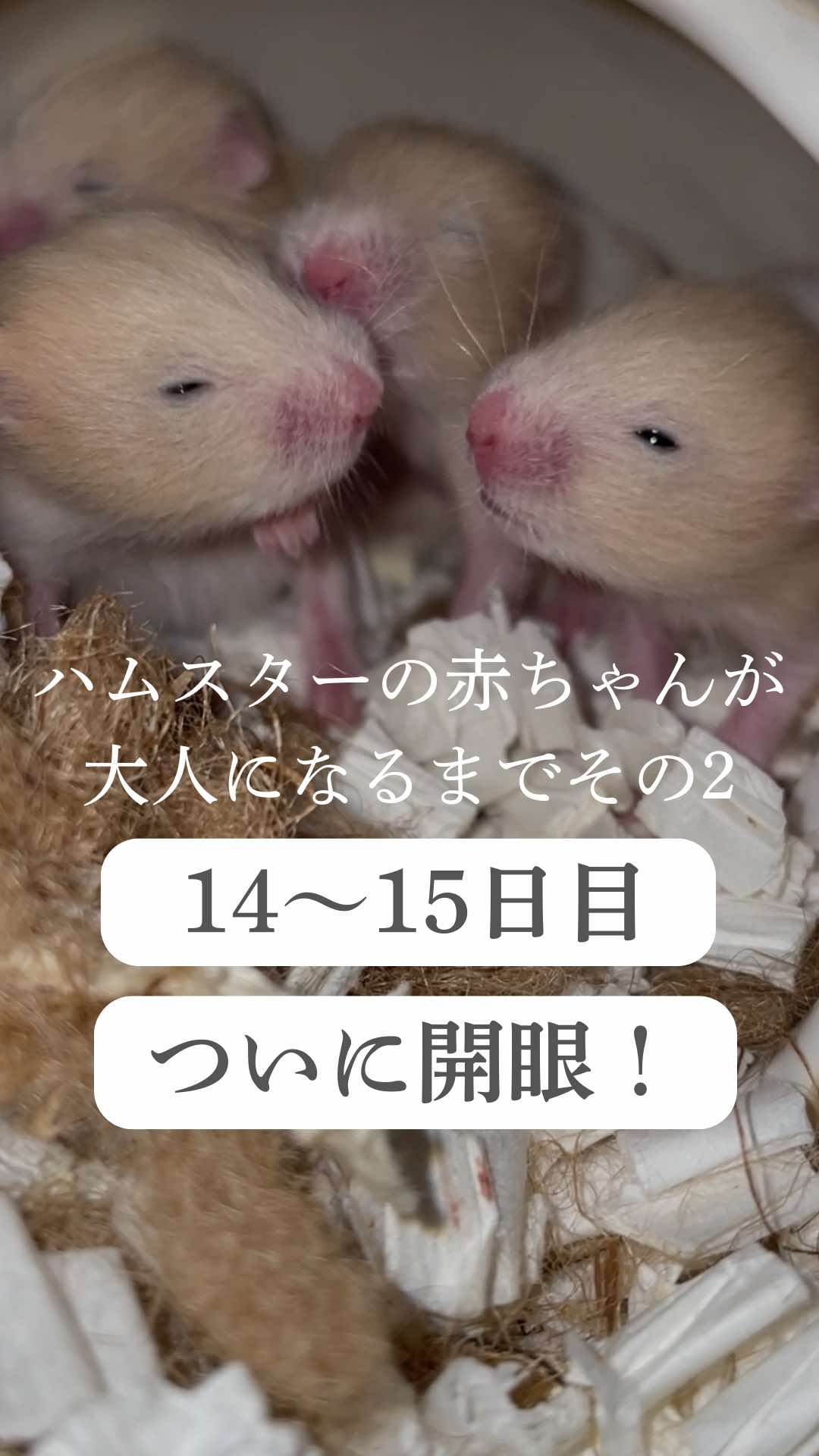 @はむはむパーク