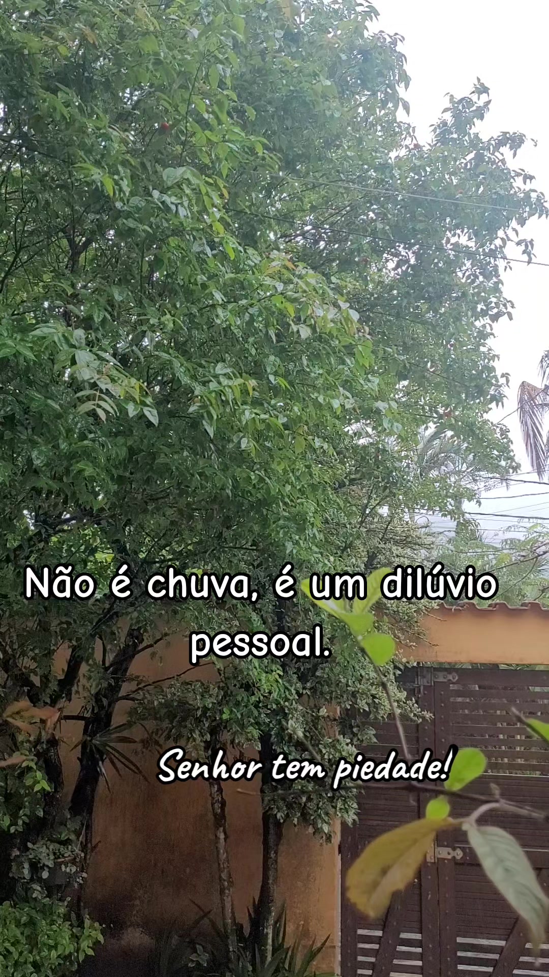 @cidarocha740