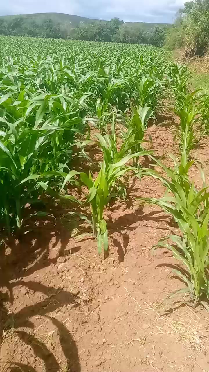 @Dan 4031