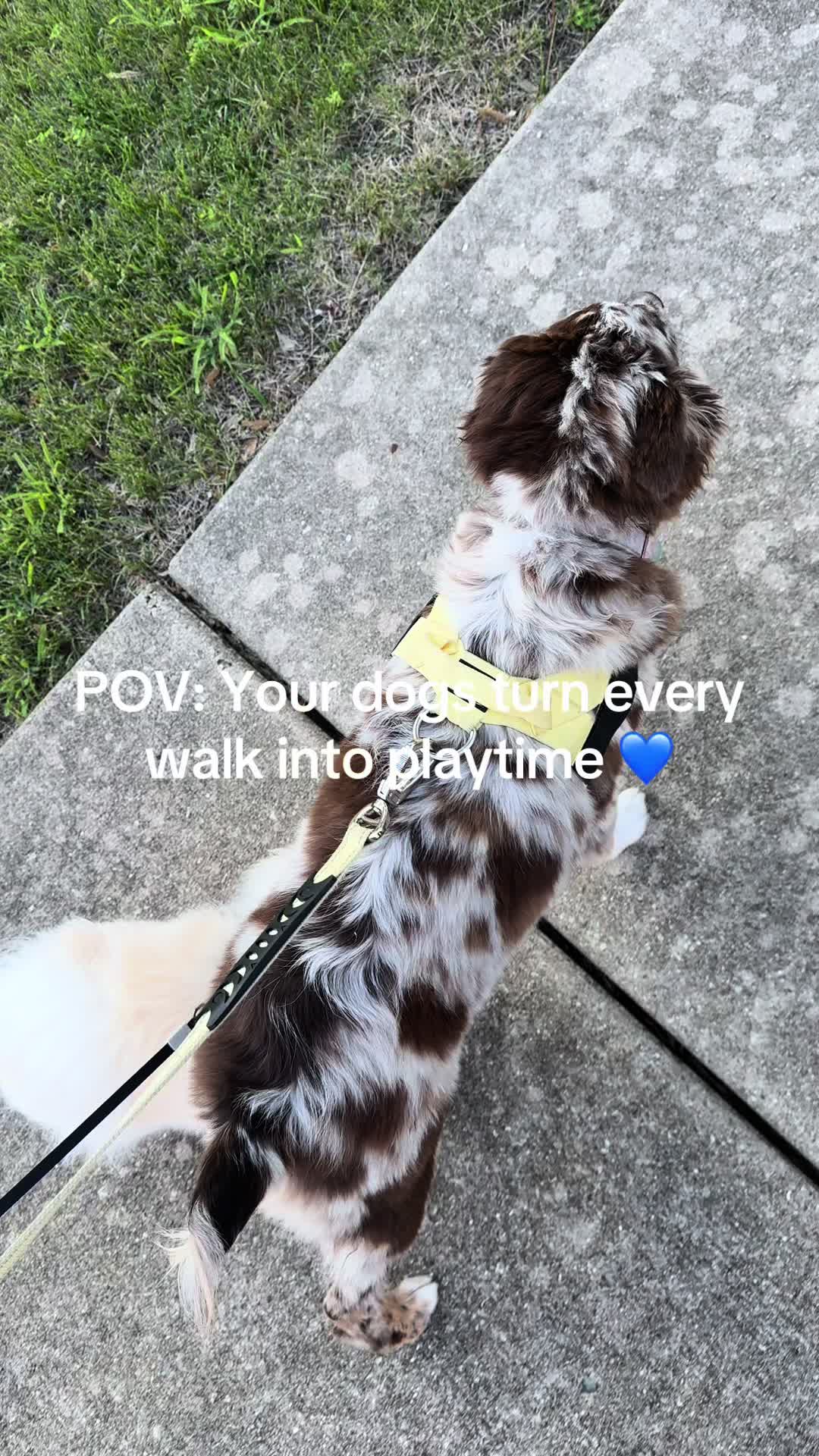 @doougsquad