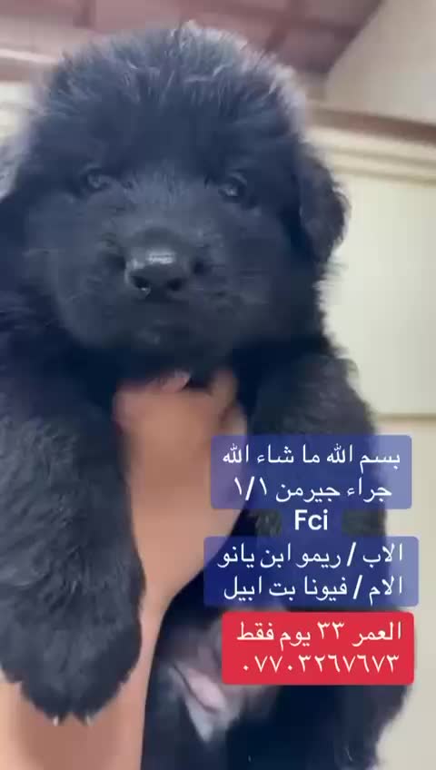 @Noor