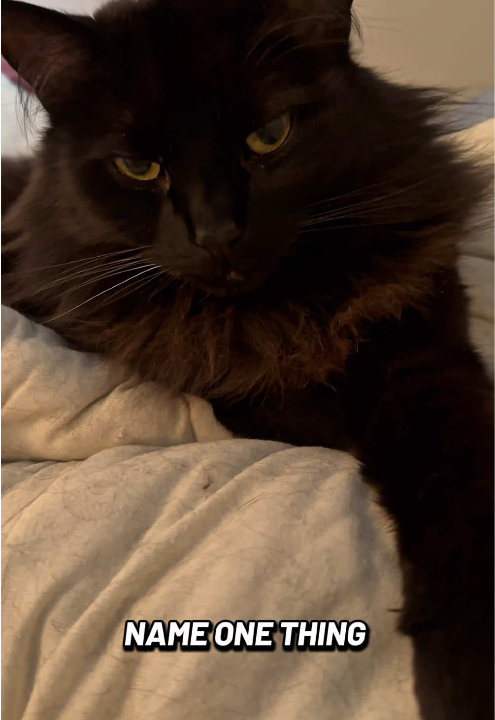 @Sir FluffyButt,the cat🇨🇦🇺🇦