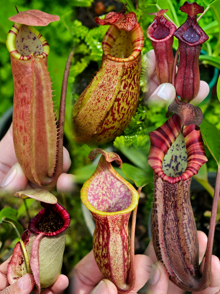 @GSp.Rayong Nepenthes