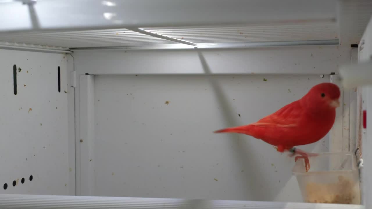 @AviarioUreña