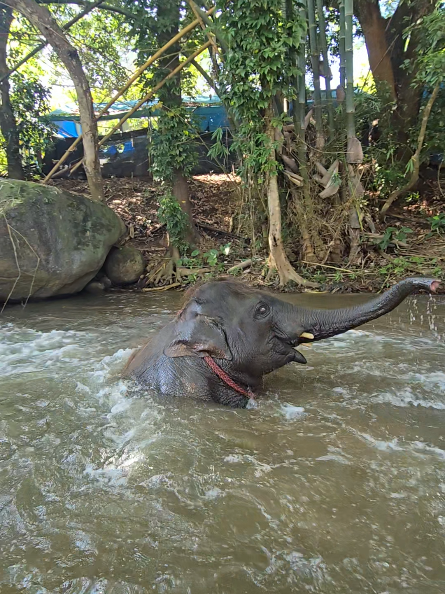 @ควาญแดง พลายภูพิงค์