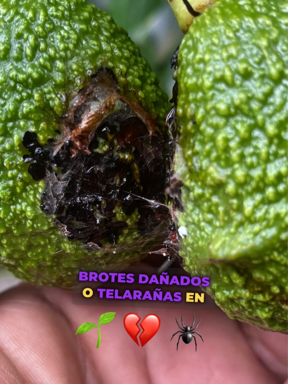@Gera Cervantes