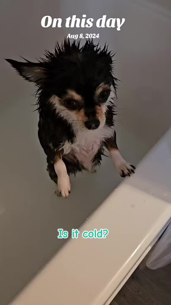 @Pawsha