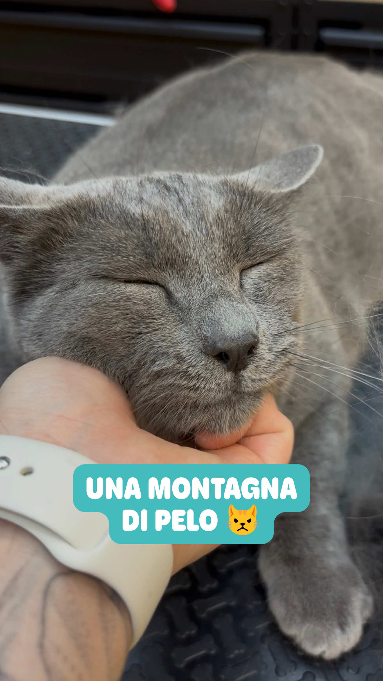 @Palle di pelo - Toelettatura