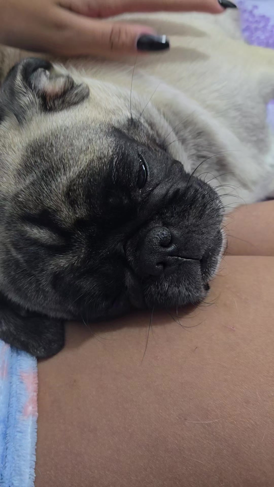 @Lizzylapug🐶🌸