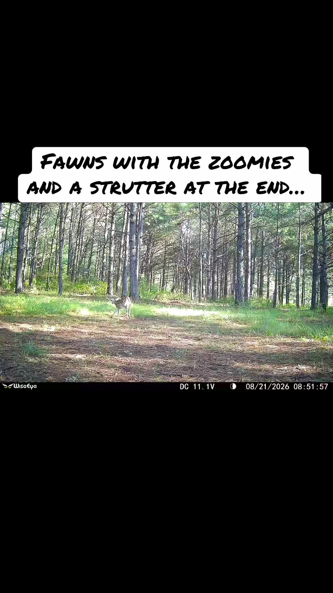 @🦃 Lynchburg Outdoors 🦌