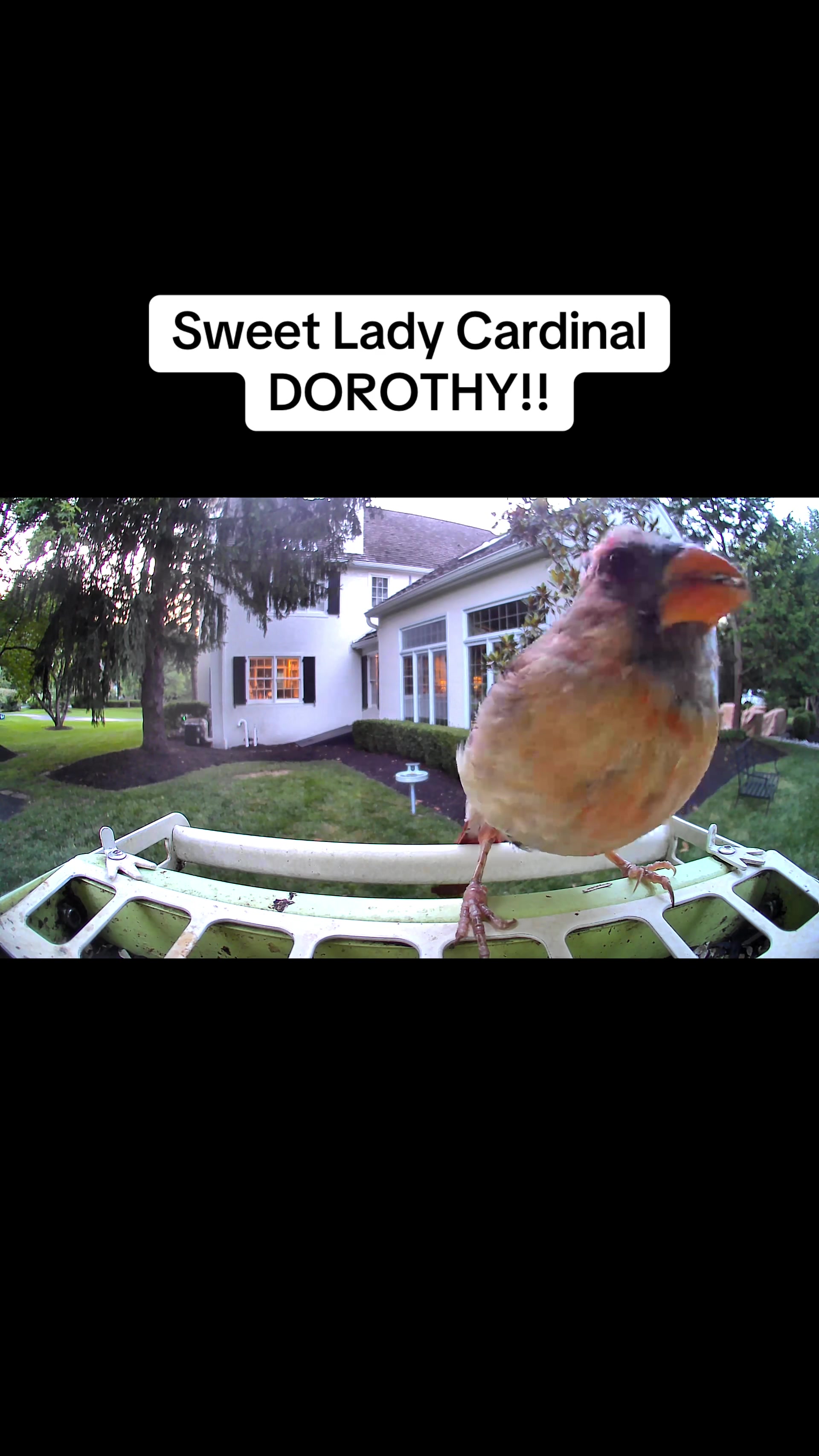 @geniebear&rsquo;s backyard birds