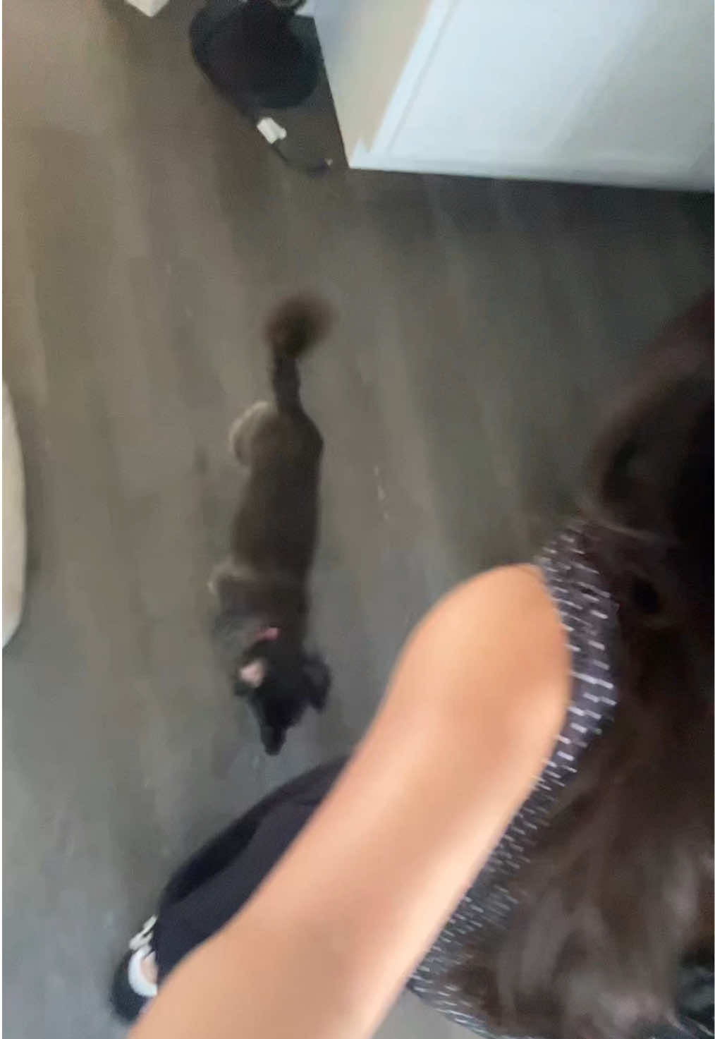 @TORIII ᓚᘏᗢ