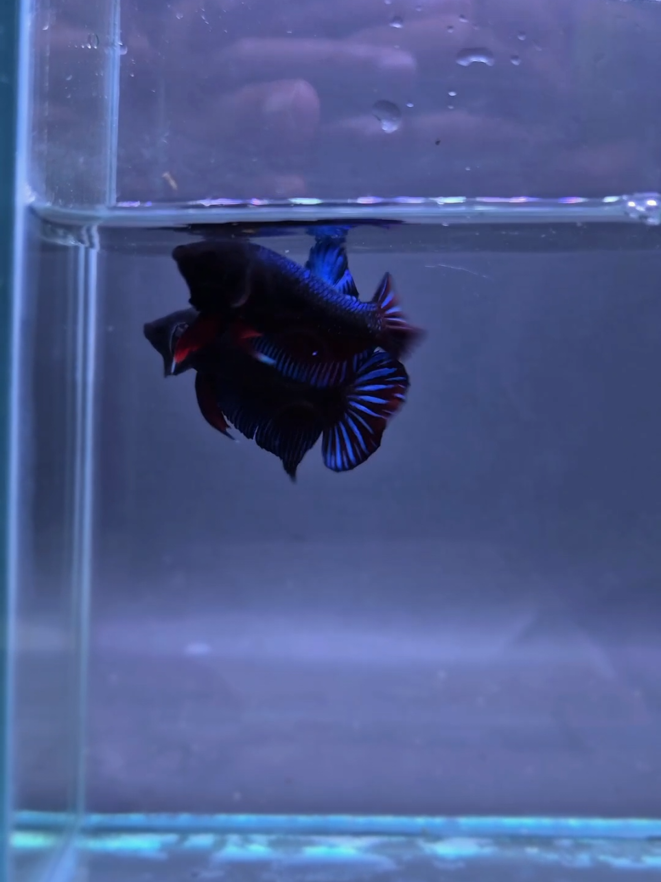 @Sakana Betta Batam