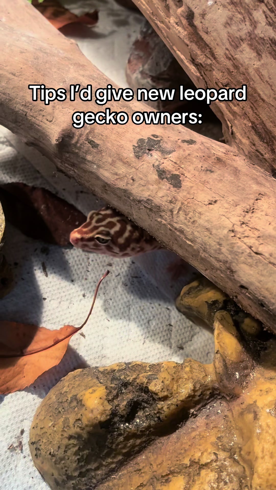 @Mika🦎