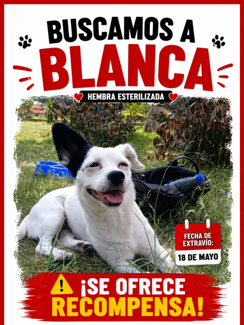 @Perritos Voladores