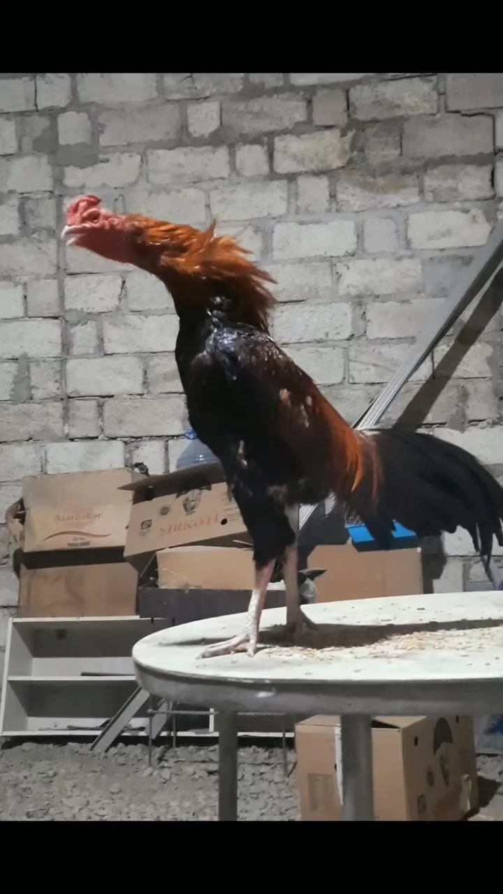 @peşəkarlar 6006556