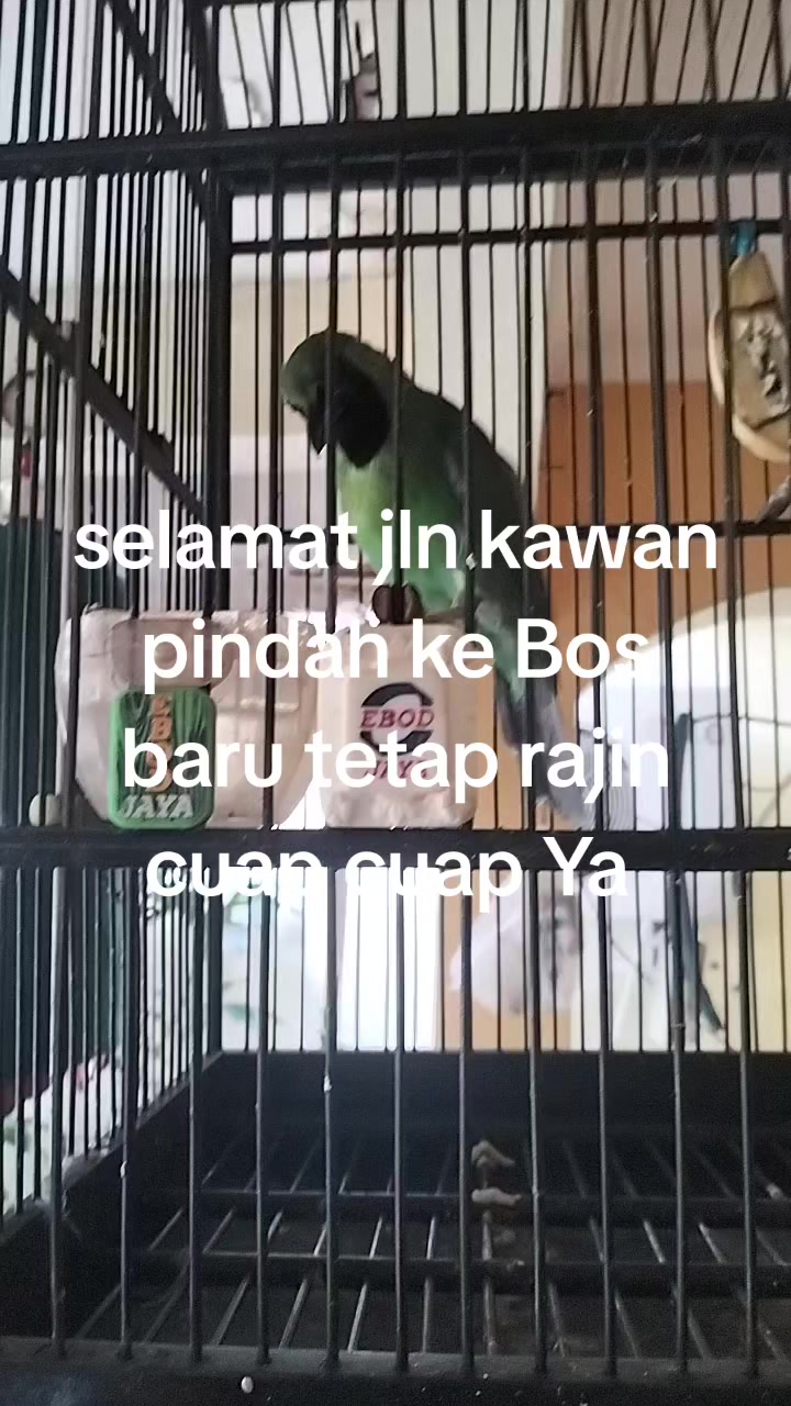@padangzambrud
