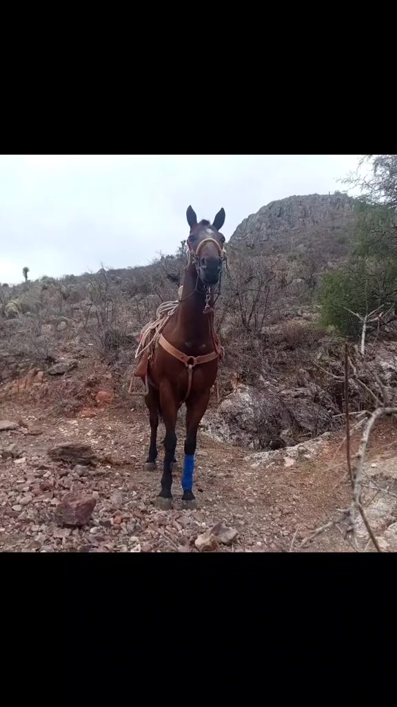 @Viejito Cordova✝️🍀❤️🐎🦅