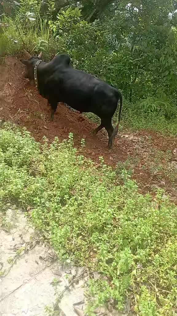 @Tanahun tiger