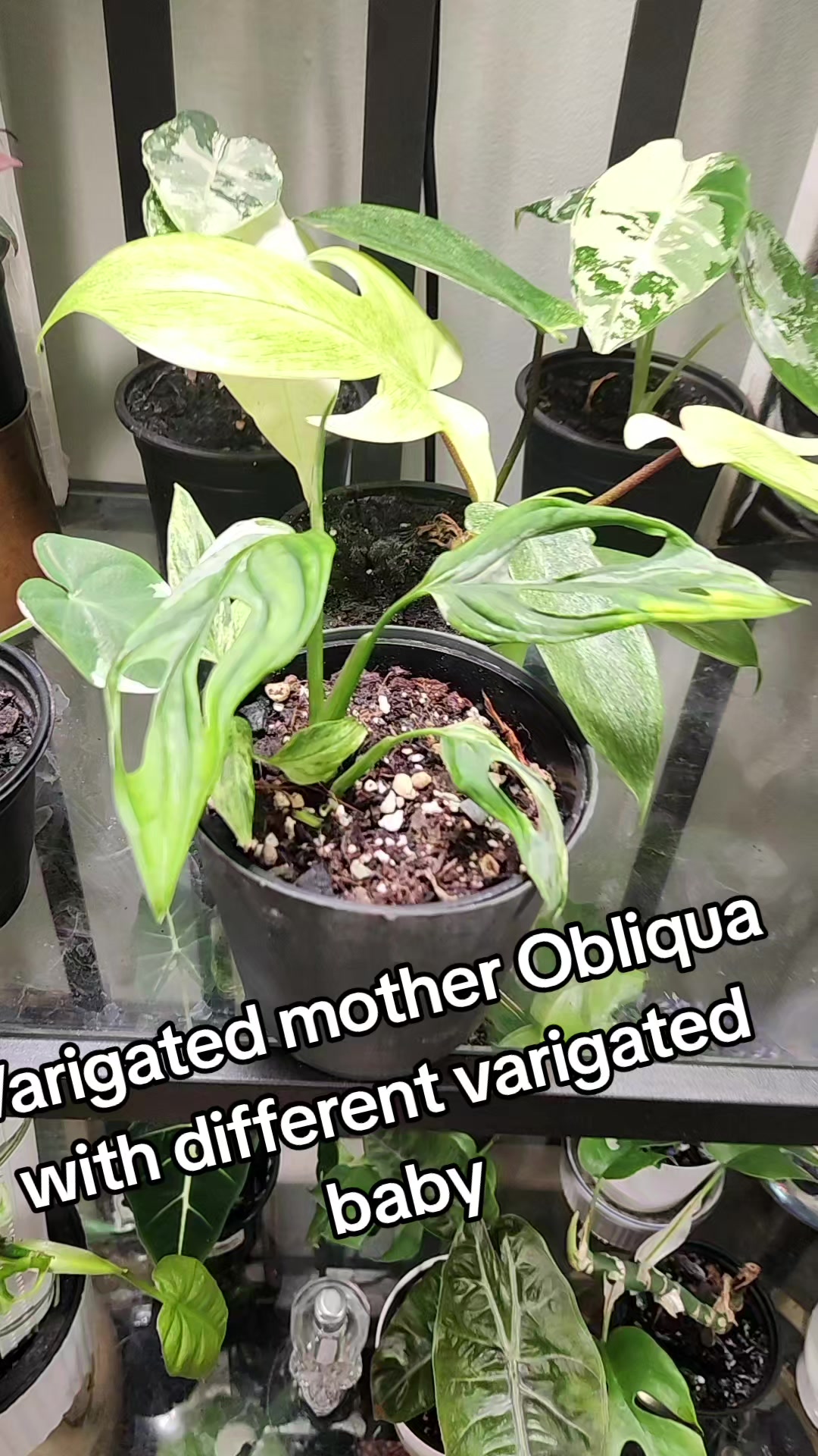 @Plants&Parks