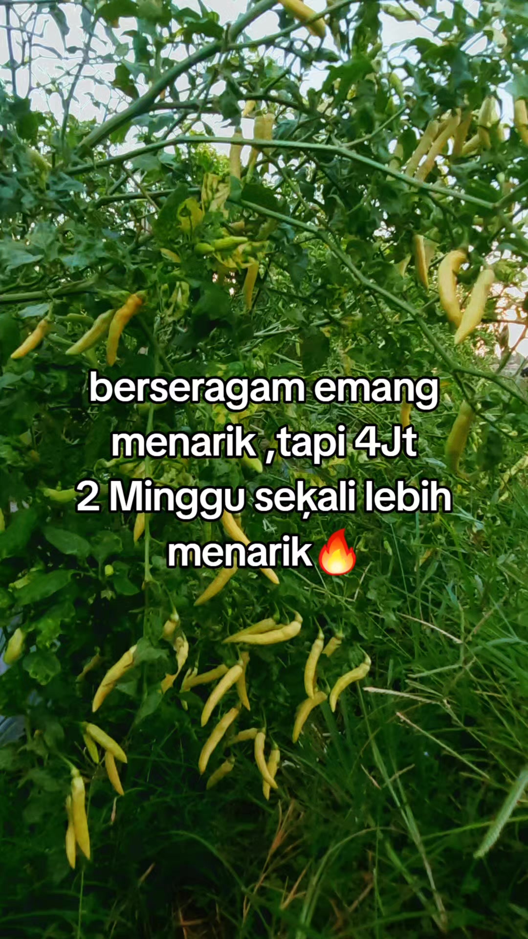 @@Indah E Noe🌻