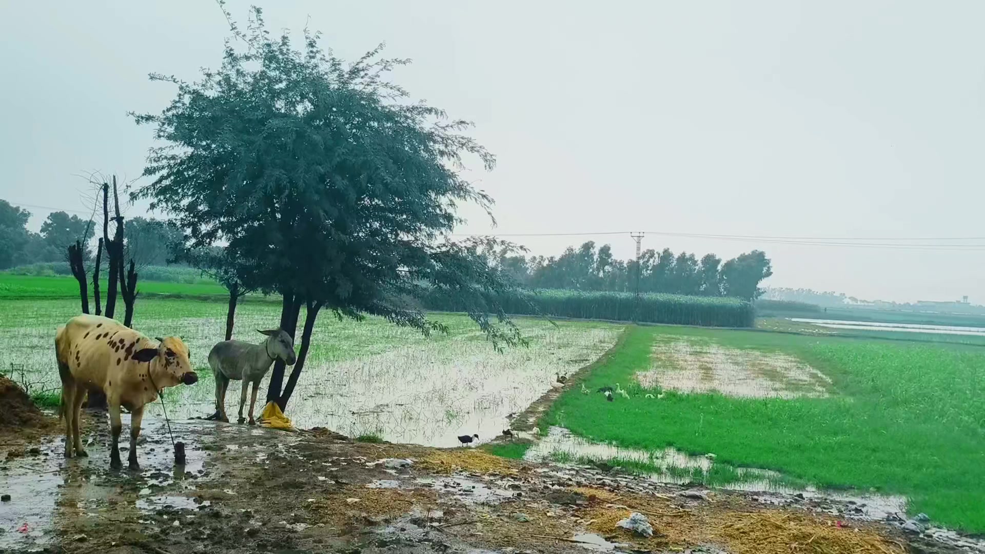 @پنجاب دا شہزادہ