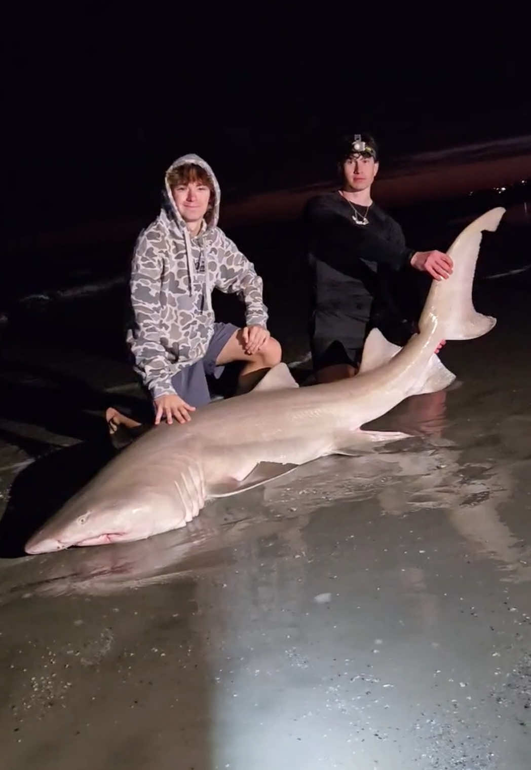 @ILM Shark Club